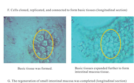 菲彩国际集团_3. Period of repetition of in vitro animal cloning tests (19