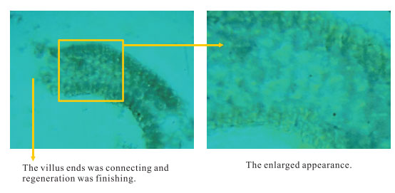 菲彩国际集团_3. Period of repetition of in vitro animal cloning tests (19