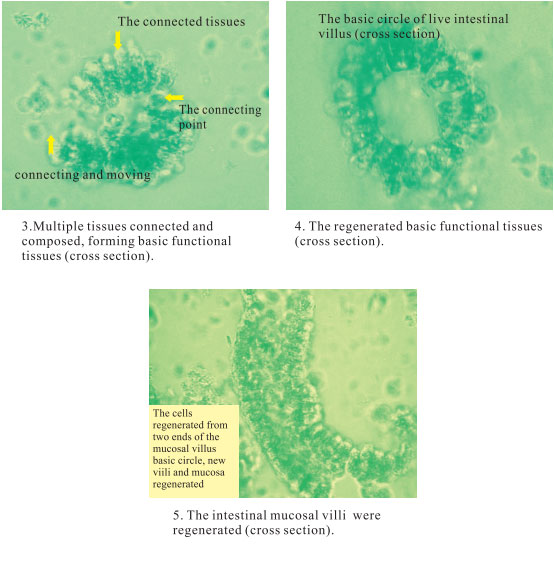 菲彩国际集团_3. Period of repetition of in vitro animal cloning tests (19