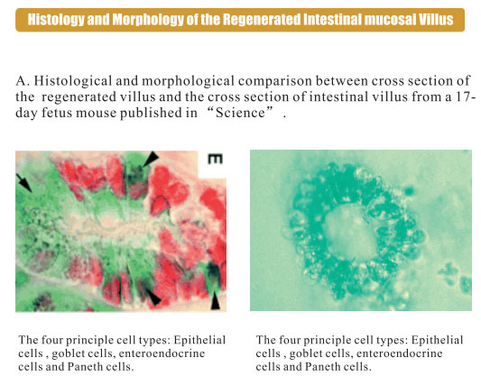 菲彩国际集团_3. Period of repetition of in vitro animal cloning tests (19
