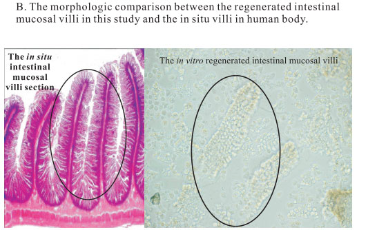 菲彩国际集团_3. Period of repetition of in vitro animal cloning tests (19