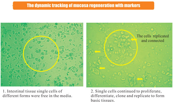 菲彩国际集团_3. Period of repetition of in vitro animal cloning tests (19