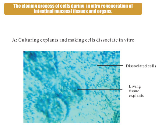 菲彩国际集团_3. Period of repetition of in vitro animal cloning tests (19