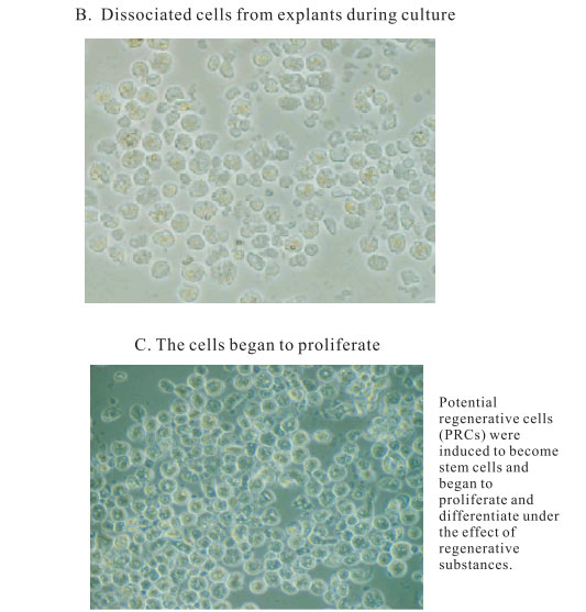 菲彩国际集团_3. Period of repetition of in vitro animal cloning tests (19