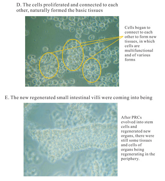 菲彩国际集团_3. Period of repetition of in vitro animal cloning tests (19