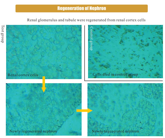 菲彩国际集团_3. Period of repetition of in vitro animal cloning tests (19