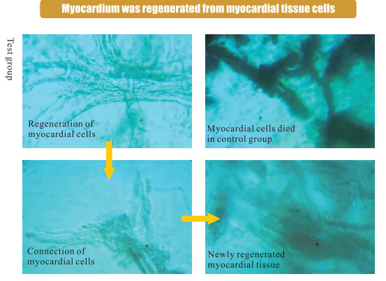 菲彩国际集团_3. Period of repetition of in vitro animal cloning tests (19