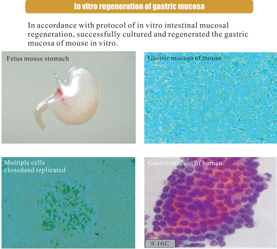菲彩国际集团_3. Period of repetition of in vitro animal cloning tests (19