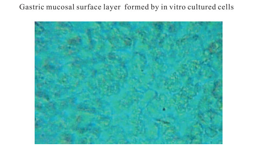 菲彩国际集团_3. Period of repetition of in vitro animal cloning tests (19