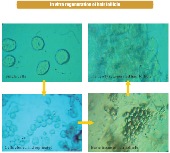 菲彩国际集团_3. Period of repetition of in vitro animal cloning tests (19