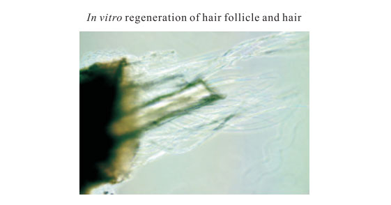 菲彩国际集团_3. Period of repetition of in vitro animal cloning tests (19