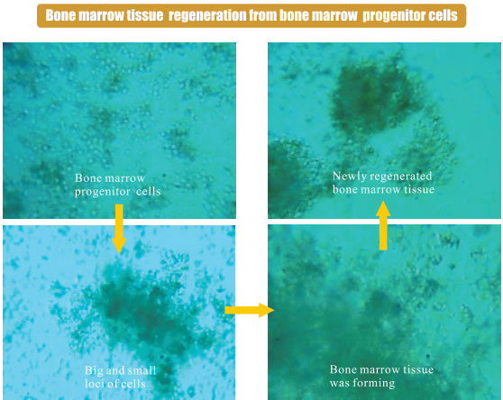 菲彩国际集团_3. Period of repetition of in vitro animal cloning tests (19