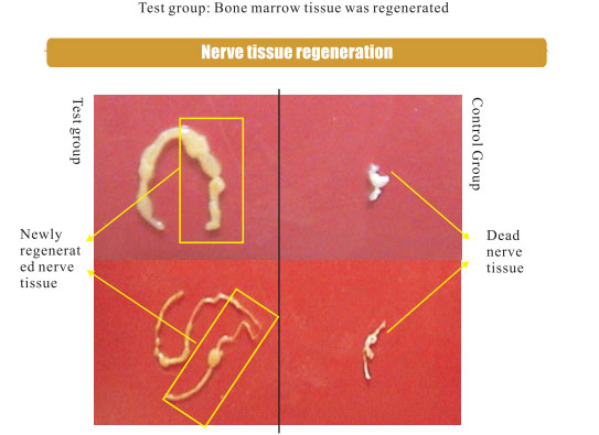 菲彩国际集团_3. Period of repetition of in vitro animal cloning tests (19