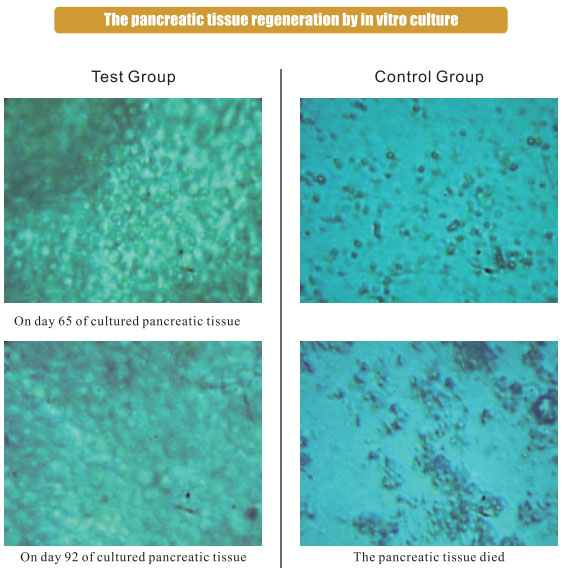 菲彩国际集团_3. Period of repetition of in vitro animal cloning tests (19