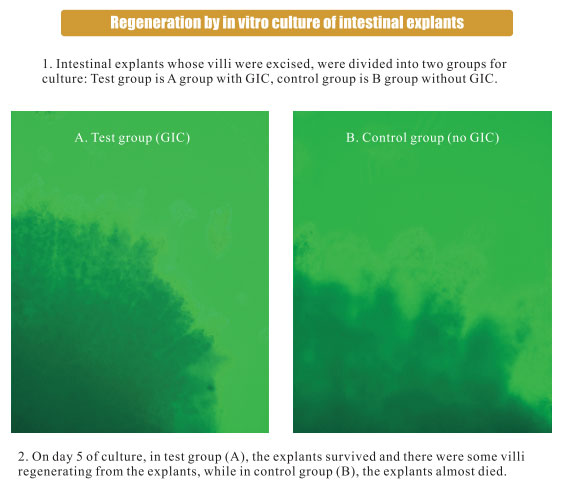 菲彩国际集团_3. Period of repetition of in vitro animal cloning tests (19