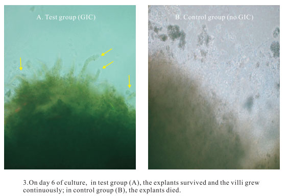 菲彩国际集团_3. Period of repetition of in vitro animal cloning tests (19