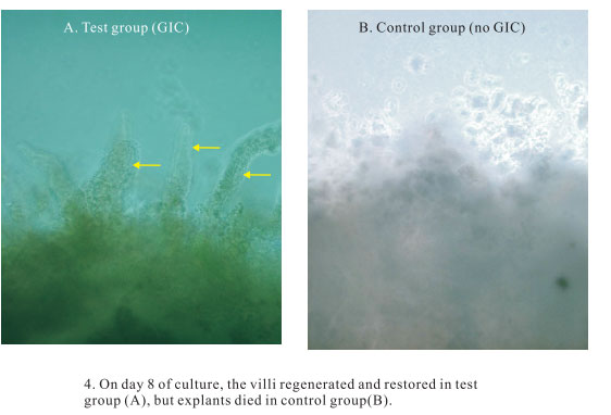 菲彩国际集团_3. Period of repetition of in vitro animal cloning tests (19