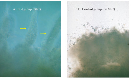 菲彩国际集团_3. Period of repetition of in vitro animal cloning tests (19