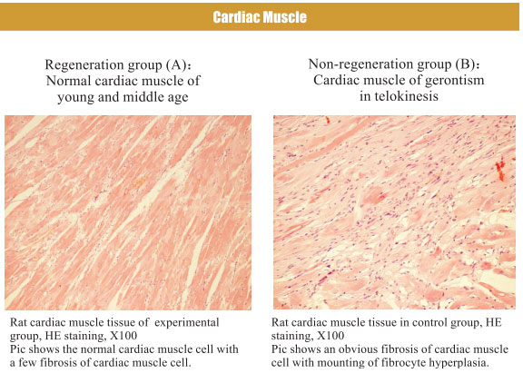 菲彩国际集团_4. Period of regenerative restoration of animal tissues and