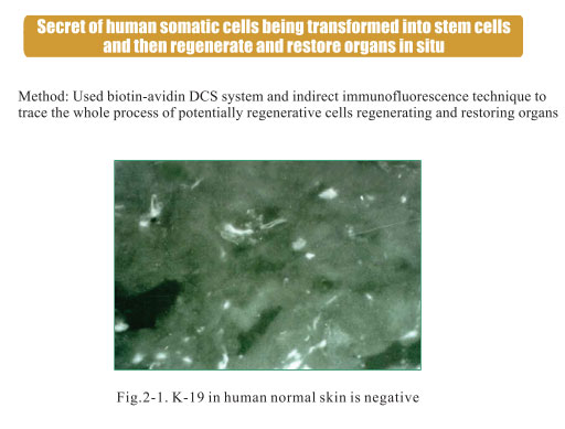菲彩国际集团_2. Period of deciphering the secret of somatic cells being i