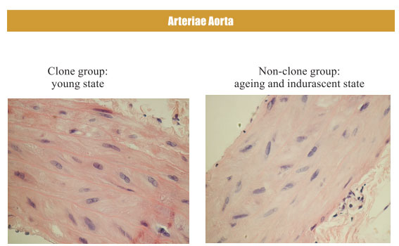 菲彩国际集团_4. Period of regenerative restoration of animal tissues and