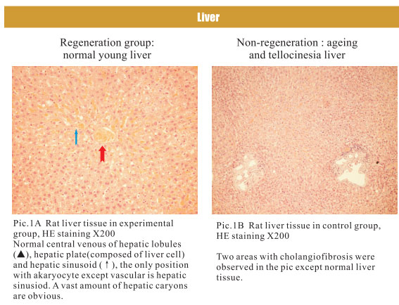 菲彩国际集团_4. Period of regenerative restoration of animal tissues and