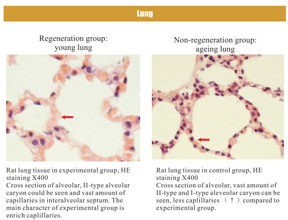 菲彩国际集团_4. Period of regenerative restoration of animal tissues and
