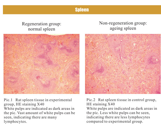 菲彩国际集团_4. Period of regenerative restoration of animal tissues and