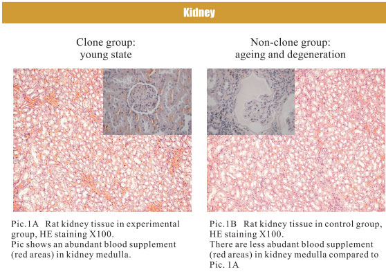 菲彩国际集团_4. Period of regenerative restoration of animal tissues and