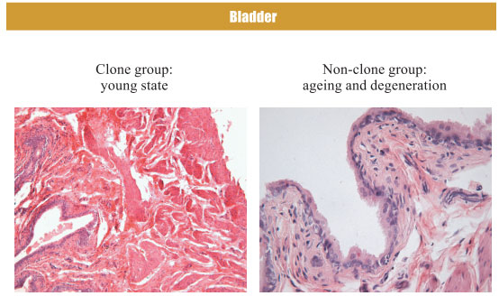 菲彩国际集团_4. Period of regenerative restoration of animal tissues and