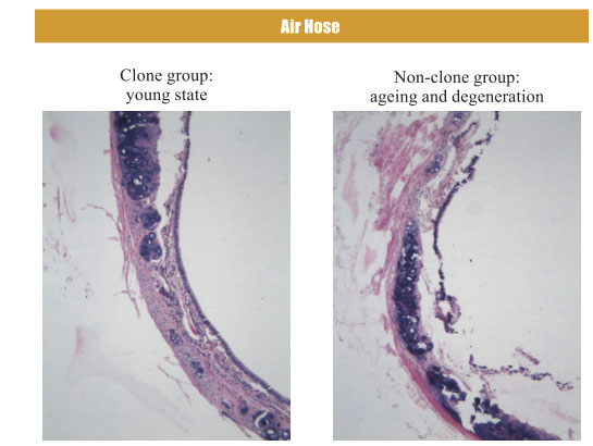 菲彩国际集团_4. Period of regenerative restoration of animal tissues and