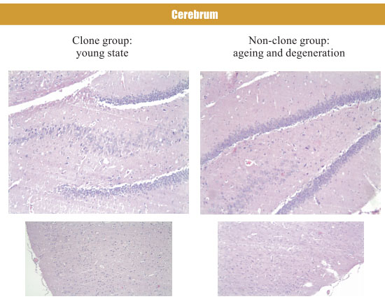 菲彩国际集团_4. Period of regenerative restoration of animal tissues and