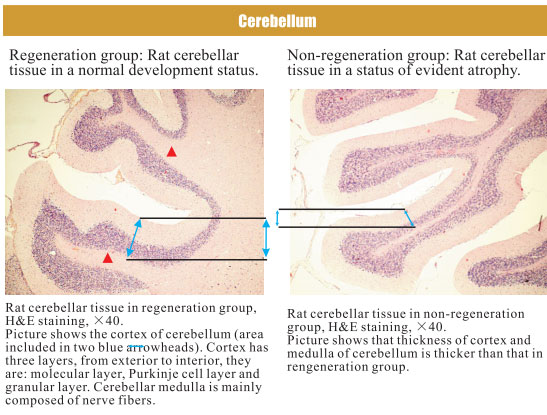 菲彩国际集团_4. Period of regenerative restoration of animal tissues and