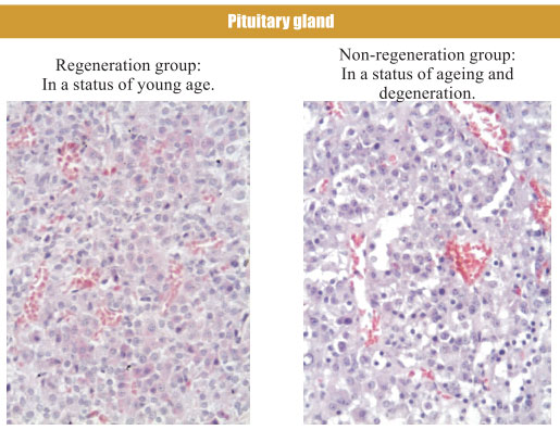 菲彩国际集团_4. Period of regenerative restoration of animal tissues and