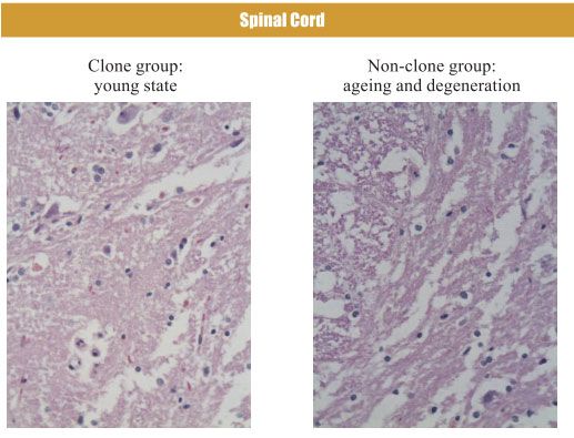菲彩国际集团_4. Period of regenerative restoration of animal tissues and