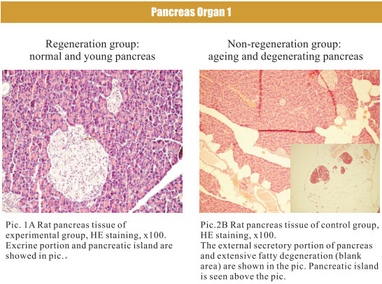 菲彩国际集团_4. Period of regenerative restoration of animal tissues and
