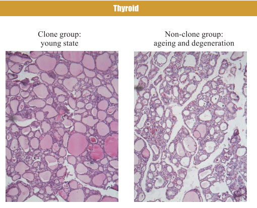 菲彩国际集团_4. Period of regenerative restoration of animal tissues and