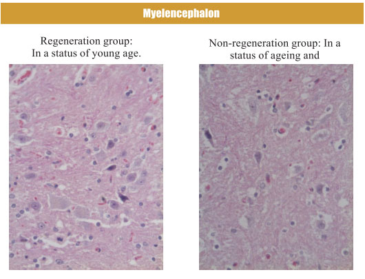 菲彩国际集团_4. Period of regenerative restoration of animal tissues and