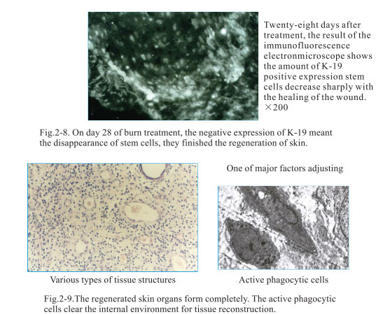 菲彩国际集团_2. Period of deciphering the secret of somatic cells being i