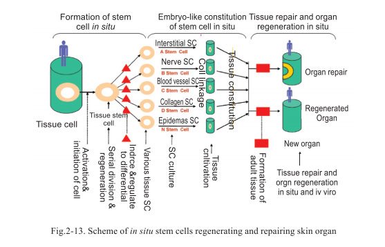 菲彩国际集团_2. Period of deciphering the secret of somatic cells being i