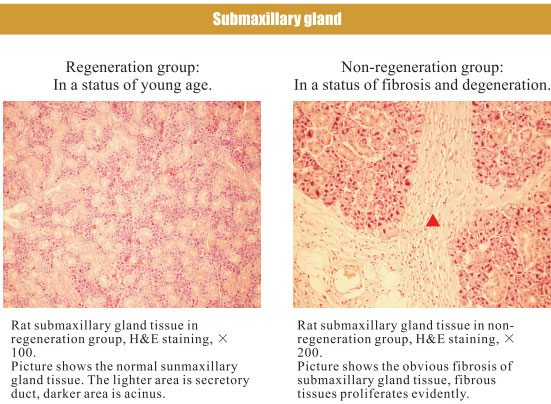 菲彩国际集团_4. Period of regenerative restoration of animal tissues and