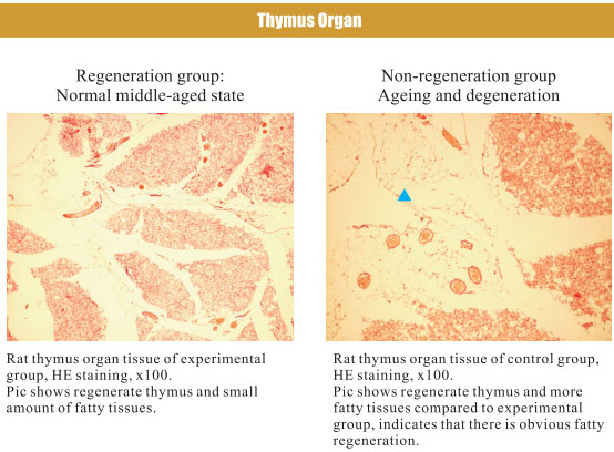 菲彩国际集团_4. Period of regenerative restoration of animal tissues and