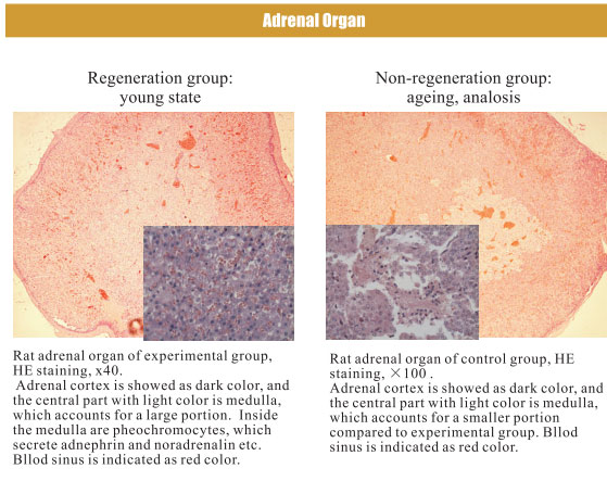菲彩国际集团_4. Period of regenerative restoration of animal tissues and