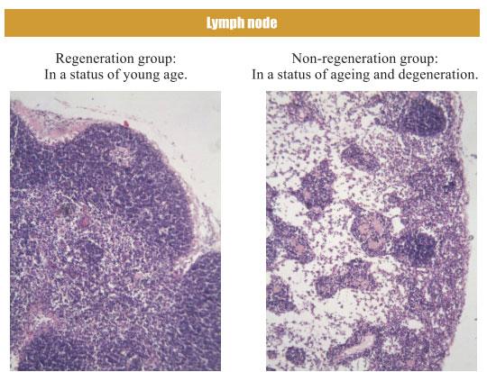 菲彩国际集团_4. Period of regenerative restoration of animal tissues and