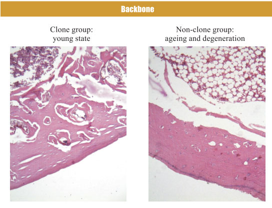菲彩国际集团_4. Period of regenerative restoration of animal tissues and