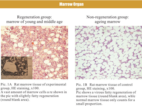 菲彩国际集团_4. Period of regenerative restoration of animal tissues and