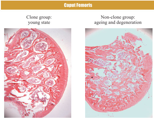 菲彩国际集团_4. Period of regenerative restoration of animal tissues and