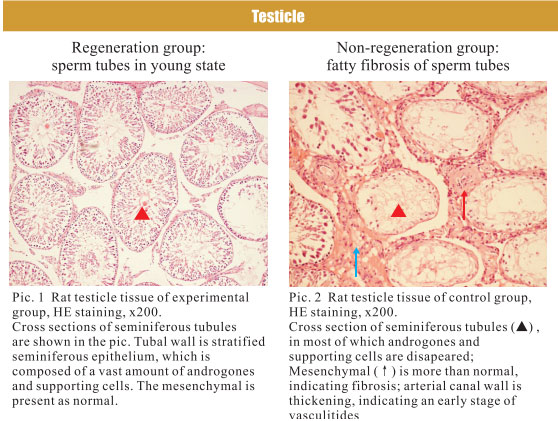 菲彩国际集团_4. Period of regenerative restoration of animal tissues and