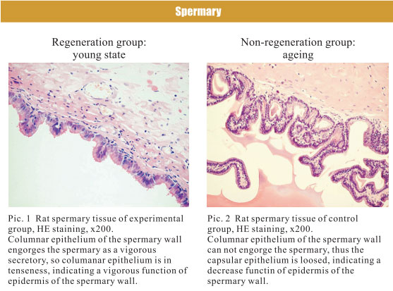 菲彩国际集团_4. Period of regenerative restoration of animal tissues and