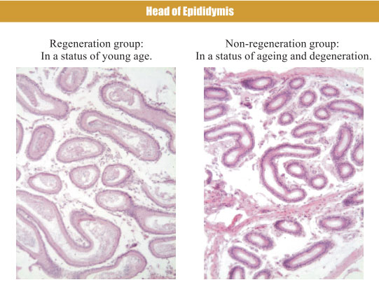 菲彩国际集团_4. Period of regenerative restoration of animal tissues and